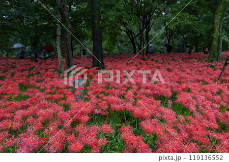 曼殊沙華の絨毯 119136552