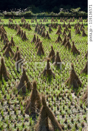 藁束・藁塚、稲刈り後の田んぼ　田園風景秋、広島県庄原市比和町 119136571