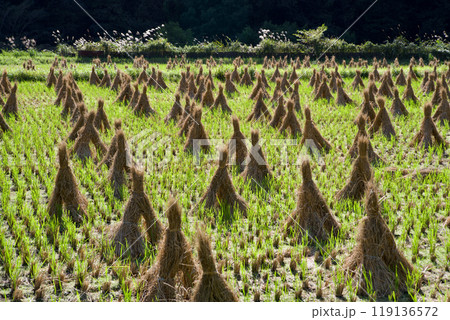 藁束・藁塚、稲刈り後の田んぼ　田園風景秋、広島県庄原市比和町 119136572