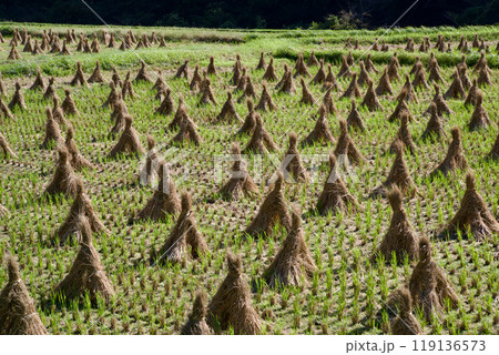 藁束・藁塚、稲刈り後の田んぼ 田園風景秋、広島県庄原市比和町 藁束・藁塚、稲刈り後の田んぼ 田園風景秋、広島県庄原市比和町 119136573