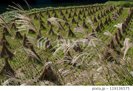藁束・藁塚、稲刈り後の田んぼ　田園風景秋、広島県庄原市比和町 119136575