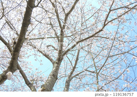 青空と桜 119136757