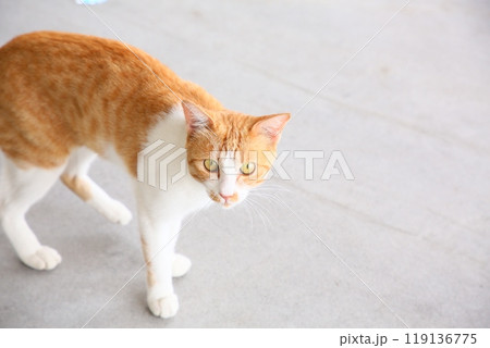 こちらを見つめる茶トラの猫 こちらを見つめる茶トラの猫 119136775