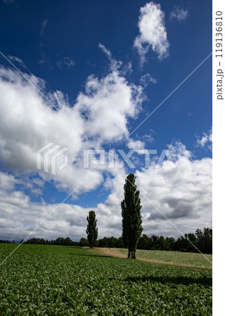 ポプラが立つ赤羽の丘 ポプラが立つ赤羽の丘 119136810