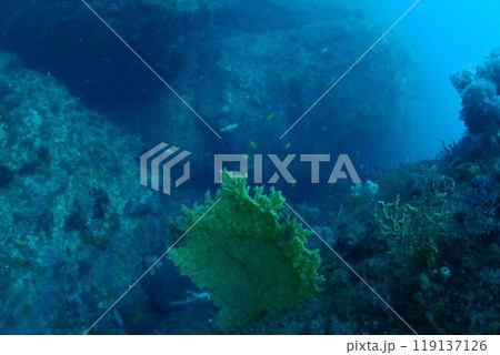 太陽の光を浴びるサンゴ礁と魚 119137126