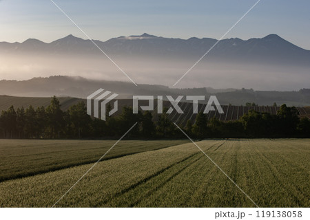 早春の美しい丘 119138058