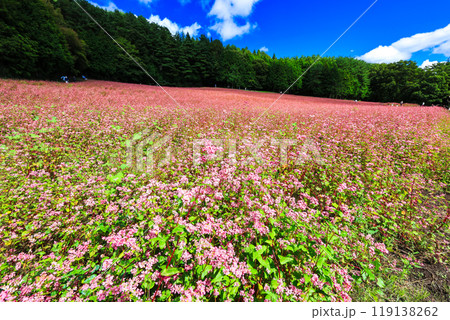 赤そばの花と秋の空 119138262