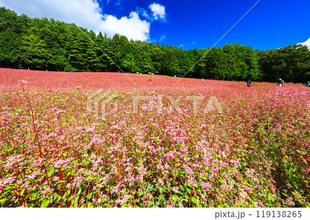 高嶺ルビーの花畑 119138265