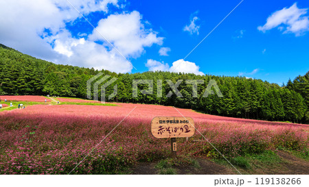 信州伊那高原みのわ　赤そばの里2 119138266