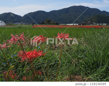 亀岡彼岸花の里 亀岡彼岸花の里 119138395