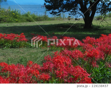 彼岸花咲く桂浜園地 彼岸花咲く桂浜園地 119138437