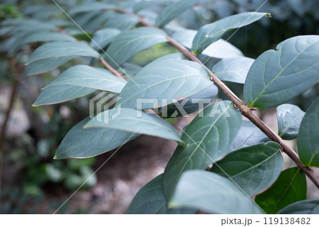 葉っぱ 119138482