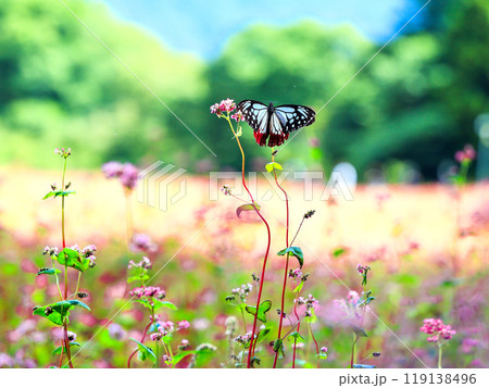 赤そばの花と浅葱斑2 赤そばの花と浅葱斑2 119138496