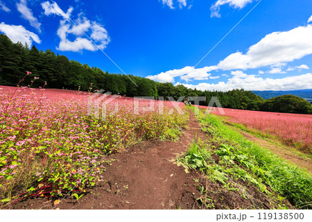 広大な赤そばの里 119138500
