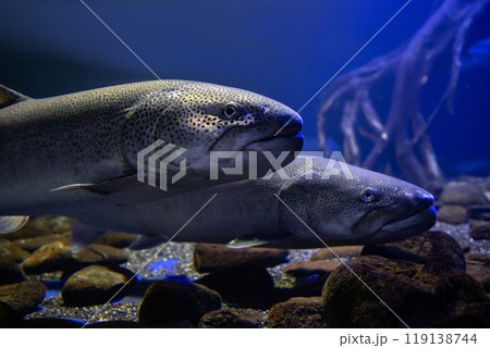 幻の魚イトウ 119138744