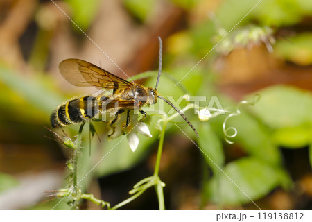白いスズメウリの花から蜜を吸うキンケハラナガツチバチ（自然光＋ストロボ、マクロ接写） 119138812