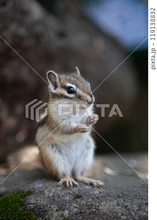 キュートで可愛いシマリス 119138832