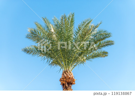 Palm tree with green leaves on blue background Palm tree with green leaves on blue background 119138867
