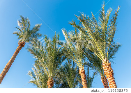 Palm tree with green leaves on blue background 119138876