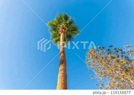 Palm tree with green leaves on blue background Palm tree with green leaves on blue background 119138877