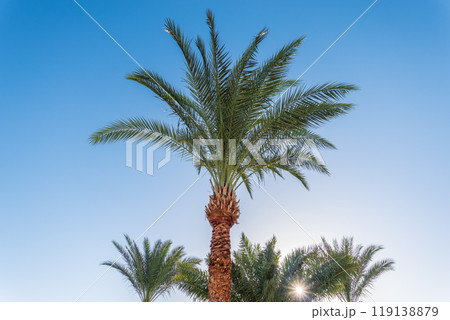 Palm tree with green leaves on blue background 119138879