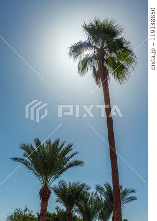 Palm tree with green leaves on blue background Palm tree with green leaves on blue background 119138880