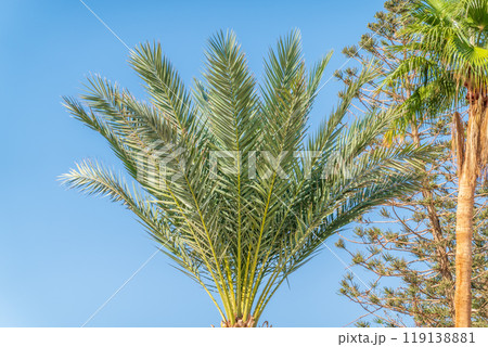Palm tree with green leaves on blue background 119138881