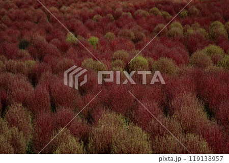 コキアの咲く丘 119138957