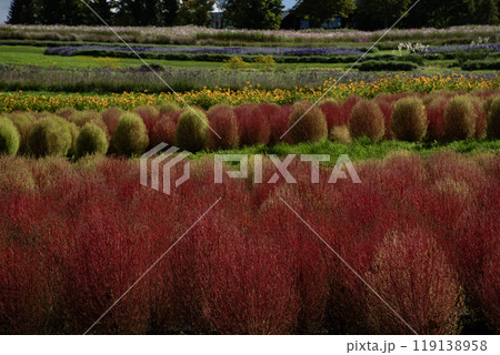 コキアの咲く丘 119138958