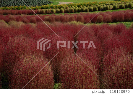 コキアの咲く丘 119138970