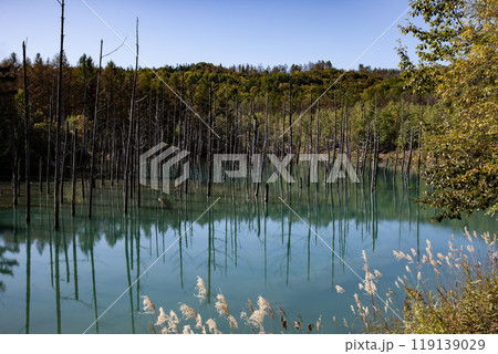 一番青く見える秋の青い池 119139029