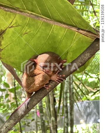 世界最小のメガネザル、ターシャ 119139108