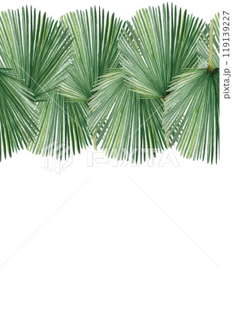 Palm leaf hand painted watercolor vertical card isolated on white. High quality image perfect for cards, posters, stickers, eco materials, Christmas decoration design. Exotic clip art. Seamless border 119139227