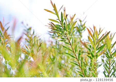 Melaleuca bracteata macro leaves small world 119139456
