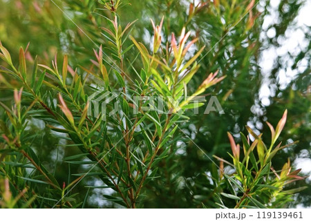 Melaleuca bracteata macro leaves small world Melaleuca bracteata macro leaves small world 119139461