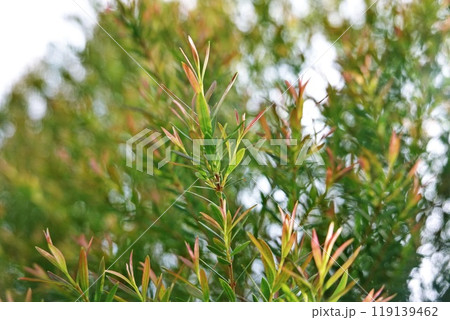 Melaleuca bracteata macro leaves small world Melaleuca bracteata macro leaves small world 119139462