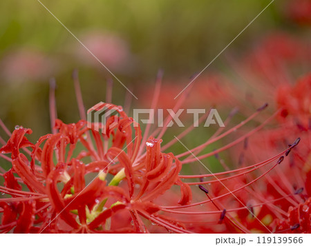 雨に濡れる彼岸花 119139566