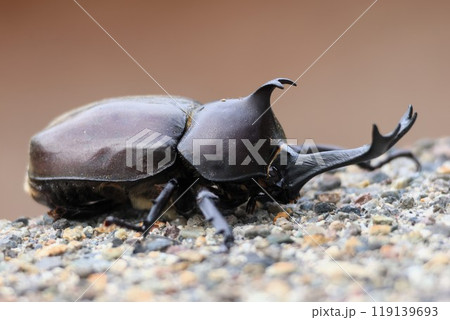 カブトムシ(秋田県秋田市) カブトムシ(秋田県秋田市) 119139693