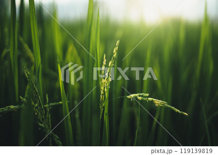 Green rice stalks and rice plants with evening light Green rice stalks and rice plants with evening light 119139819