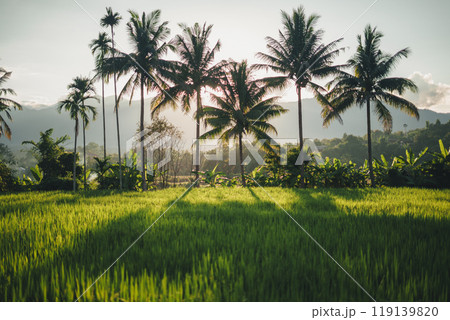 Rice fields and coconut trees in the evening Rice fields and coconut trees in the evening 119139820