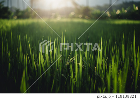 Green rice stalks and rice plants with evening light Green rice stalks and rice plants with evening light 119139821