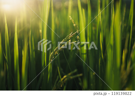 Green rice stalks and rice plants with evening light Green rice stalks and rice plants with evening light 119139822