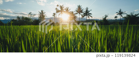 Rice fields and coconut trees in the evening Rice fields and coconut trees in the evening 119139824