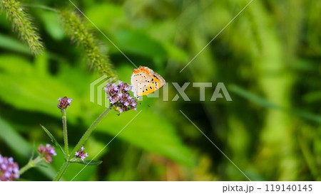 表のオレンジ色と裏の黄色の鮮やかなベニシジミと荒地花笠 119140145