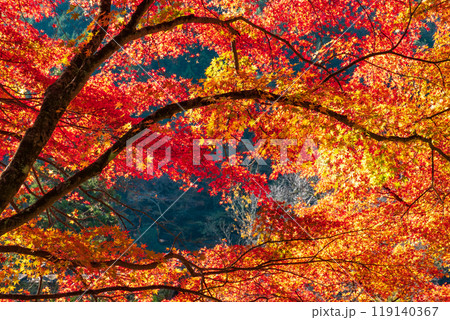 香嵐渓の紅葉 香嵐渓の紅葉 119140367