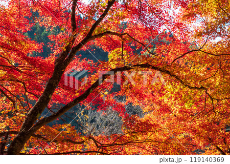 香嵐渓の紅葉 119140369