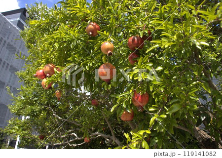 秋の果物　ザクロ 119141082