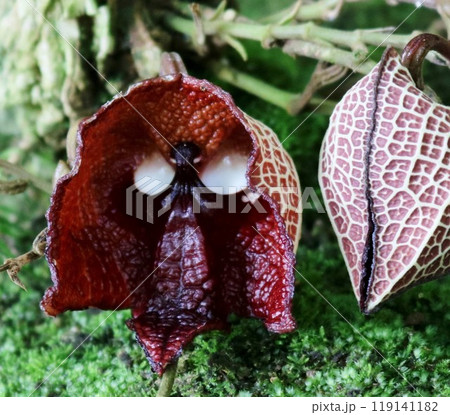 ダースベイダーみたい アリストロキア・サルバドレンシス ダースベイダーみたい アリストロキア・サルバドレンシス 119141182