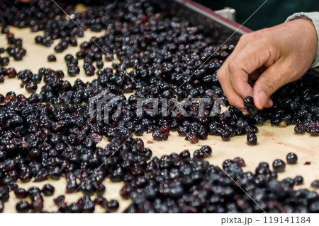 ブドウの選果、ワイン作り 119141184