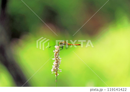 奥日光初夏の緑豊かな高原の風景 奥日光初夏の緑豊かな高原の風景 119141422